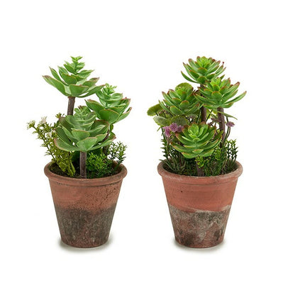 Decorative Plant Succulent Plastic 16 x 23 x 16 cm (12 Units)